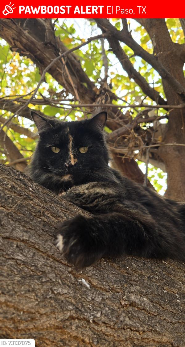 Lost Female Cat last seen White sands, Pearl sands, El Paso, TX 79924
