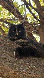 Lost Female Cat last seen White sands, Pearl sands, El Paso, TX 79924