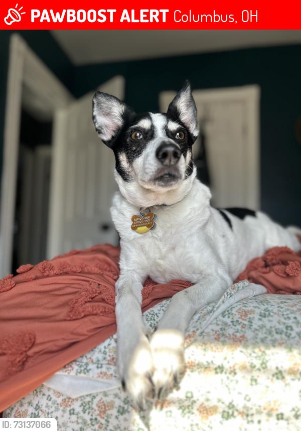Lost Male Dog last seen Reis and Melrose Ave. Columbus ohio, Columbus, OH 43224