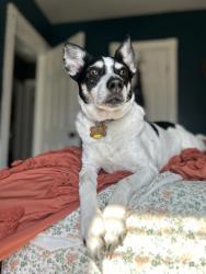 Lost Male Dog last seen Reis and Melrose Ave. Columbus ohio, Columbus, OH 43224
