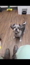 Lost Male Dog last seen Abrams/360, Arlington, TX 76010