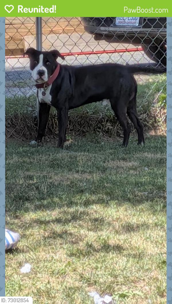 Reunited Male Dog last seen Moore and kerr street, Concord, NC 28027