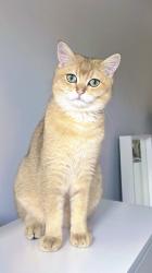 Reunited Male Cat last seen Leverton Gardens, Wantage, Oxfordshire, England 