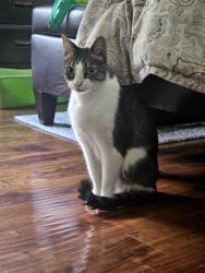 Found/Stray Unknown Cat last seen SW 56 ST AND 87AV Area, Olympia Heights, FL 33165
