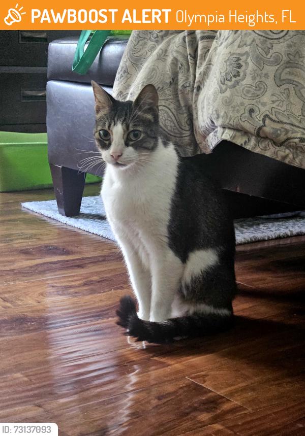 Found/Stray Unknown Cat last seen SW 56 ST AND 87AV Area, Olympia Heights, FL 33165