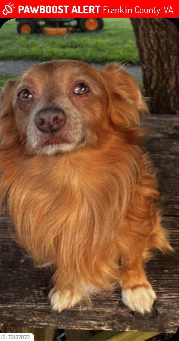 Lost Male Dog last seen Old forge /6mile post, Franklin County, VA 24067