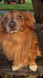 Lost Male Dog last seen Old forge /6mile post, Franklin County, VA 24067