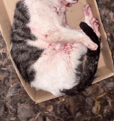 Found/Stray Unknown Cat last seen 19th Ave & Hwy 41, Ruskin, FL 33572