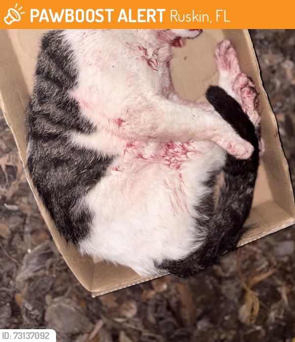 Found/Stray Unknown Cat last seen 19th Ave & Hwy 41, Ruskin, FL 33572