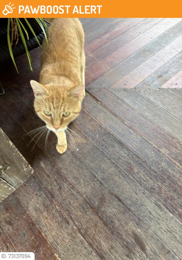 Found/Stray Unknown Cat last seen Stevenson Ridge, Spotsylvania Courthouse, VA 22553