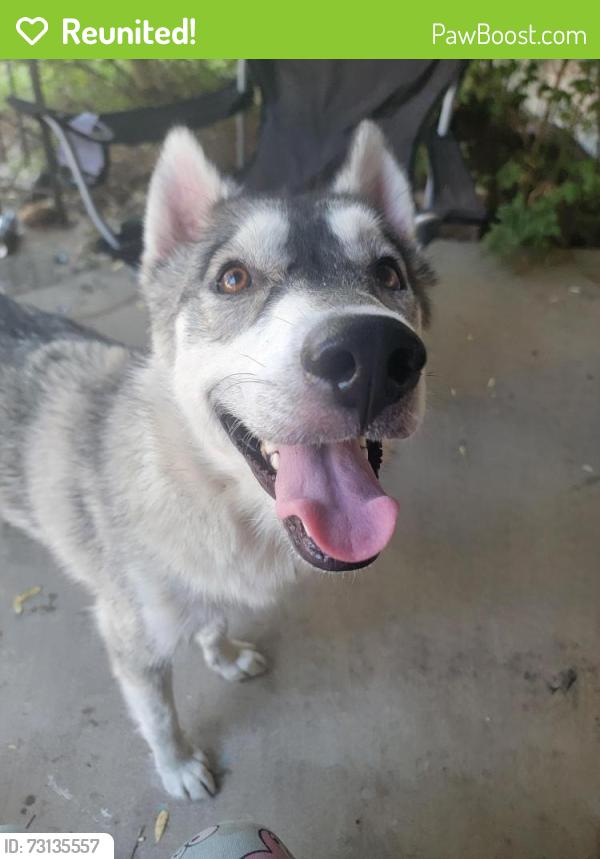 Reunited Female Dog last seen Wildwood Park, 31st and Meridian, Wichita, KS 67217