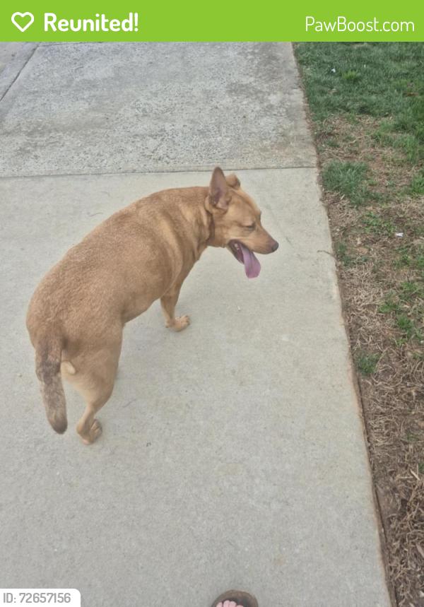 Reunited Female Dog last seen Bethania Rural Hall Road, Rural Hall, NC 27045