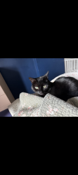 Lost Female Cat last seen Pype hayes park, West Midlands, England B24 0PQ
