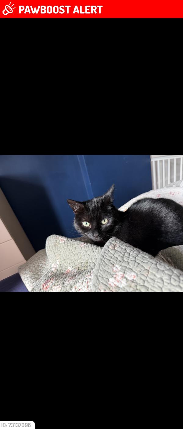 Lost Female Cat last seen Pype hayes park, West Midlands, England B24 0PQ