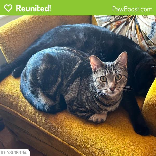 Reunited Male Cat last seen Riverside Park, Baltimore, MD 21230
