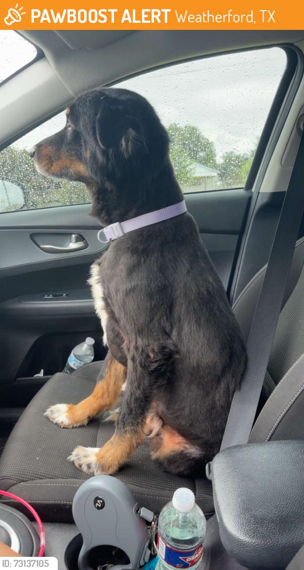Found/Stray Male Dog last seen Rusk st Weatherford tx, Weatherford, TX 76086