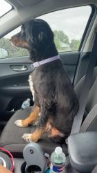 Found/Stray Male Dog last seen Rusk st Weatherford tx, Weatherford, TX 76086
