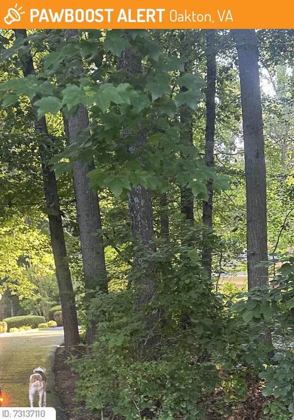 Found/Stray Unknown Dog last seen Vale Road, Oakton, VA 22181