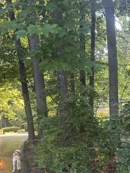 Found/Stray Unknown Dog last seen Vale Road, Oakton, VA 22181