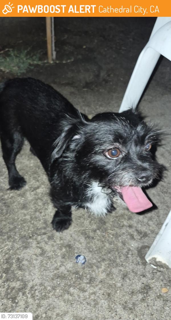 Found/Stray Female Dog last seen Navajo Trl, Cathedral City, CA 92234