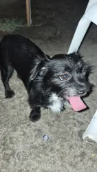 Found/Stray Female Dog last seen Navajo Trl, Cathedral City, CA 92234
