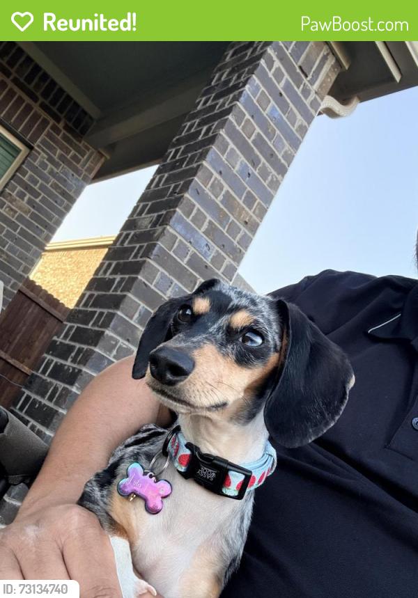 Reunited Female Dog last seen Near Fall Harvest Dr, Frisco, TX 75033, USA, Frisco, TX 75033