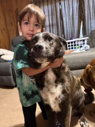 Reunited Male Dog last seen Indiana, Lubbock, TX 79413