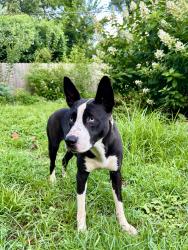 Found/Stray Female Dog last seen Rhodes, Memphis, TN 38107