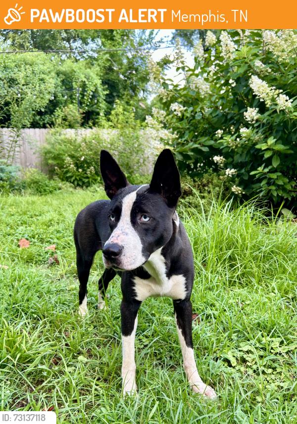 Found/Stray Female Dog last seen Rhodes, Memphis, TN 38107