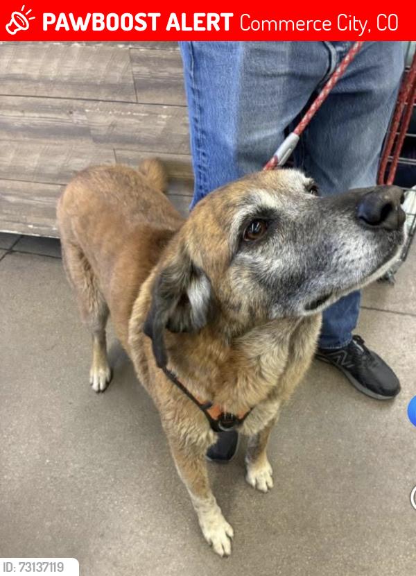 Lost Male Dog last seen Suncor, Commerce City, CO 80022