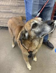 Lost Male Dog last seen Suncor, Commerce City, CO 80022