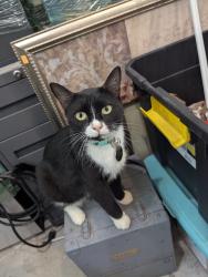 Lost Female Cat last seen In the Itchepackesassa subdivision, Lakeland, FL 33810