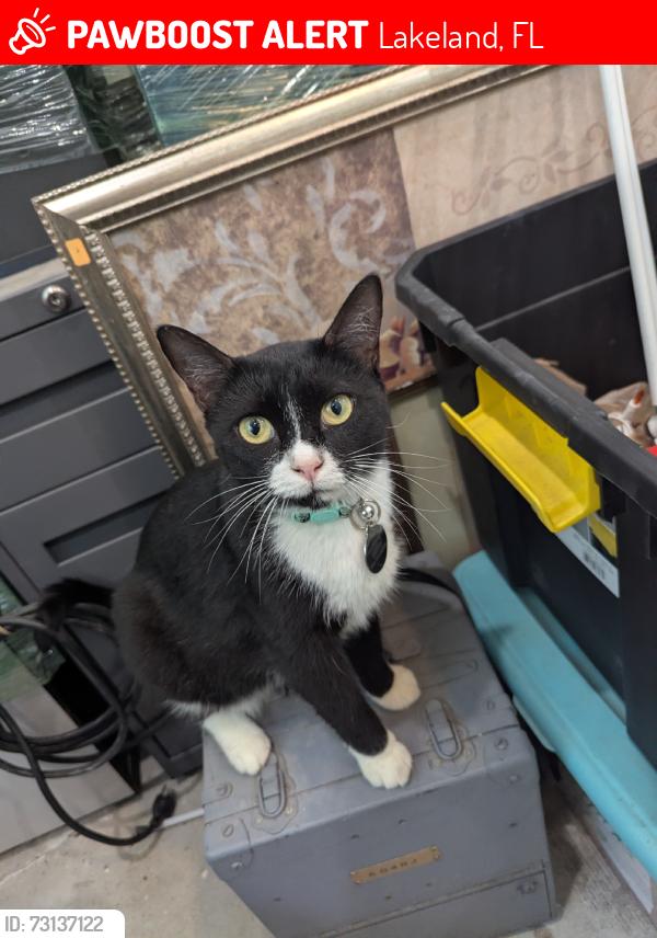 Lost Female Cat last seen In the Itchepackesassa subdivision, Lakeland, FL 33810