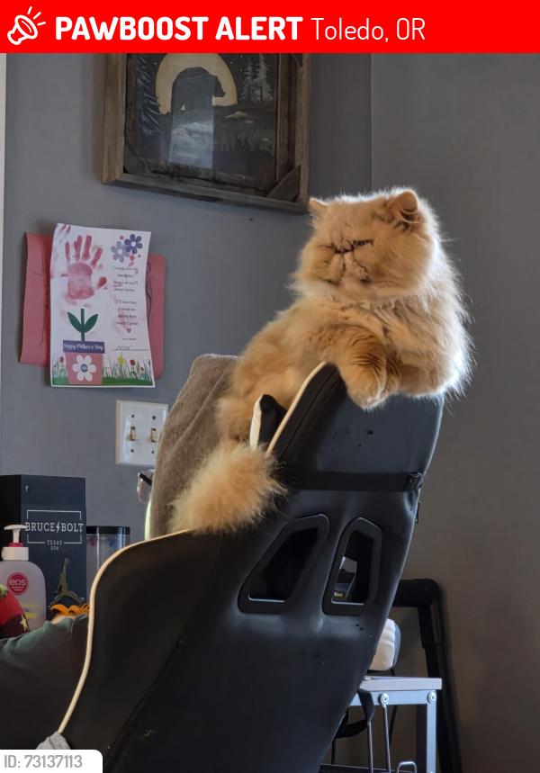 Lost Male Cat last seen Mossy lane, Toledo, OR 97391