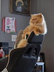 Lost Male Cat last seen Mossy lane, Toledo, OR 97391