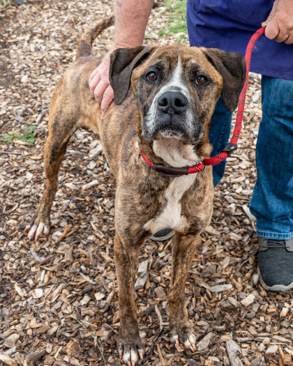 Shelter Stray Male Dog last seen , 30083, GA, 3280 Chamblee Dunwoody Rd, Chamblee, GA 30341, USA