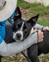 Shelter Stray Female Dog last seen Near Eastwyck Cir, 30032, GA, 3280 Chamblee Dunwoody Rd, Chamblee, GA 30341, USA