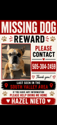 Lost Female Dog last seen Crunch fitness, Albuquerque, NM 87105