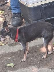 Reunited Female Dog last seen Near Sullivant Ave, Columbus, OH 43204, USA, Columbus, OH 43204