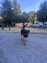 Found/Stray Male Dog last seen Nearby Address: 29446-29300 155th Pl SE, Kent, WA 98042, Kent, WA 98042
