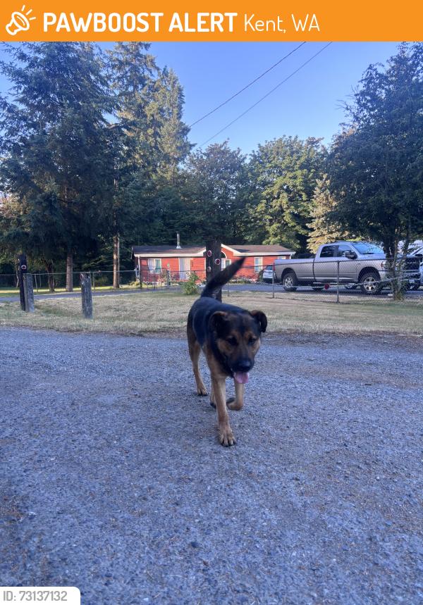 Found/Stray Male Dog last seen Nearby Address: 29446-29300 155th Pl SE, Kent, WA 98042, Kent, WA 98042