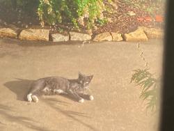 Found/Stray Unknown Cat last seen 23rd & Delaware Ct, Tulsa, OK 74114