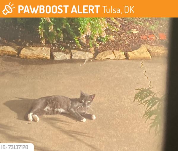 Found/Stray Unknown Cat last seen 23rd & Delaware Ct, Tulsa, OK 74114