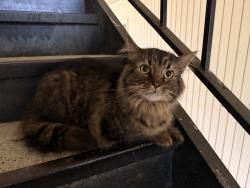 Found/Stray Unknown Cat last seen west town mall, Knoxville, TN 37919
