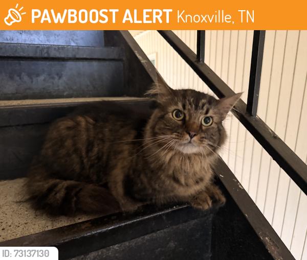 Found/Stray Unknown Cat last seen west town mall, Knoxville, TN 37919