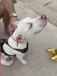 Reunited Female Dog last seen Near 26 & Colorado blvd, North Richland Hills, TX 76180