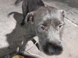 Found/Stray Female Dog last seen Beach and Broadway, Fort Worth, TX 76117