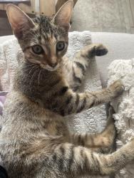 Reunited Female Cat last seen Mohican and Duval, Austin, TX 78759