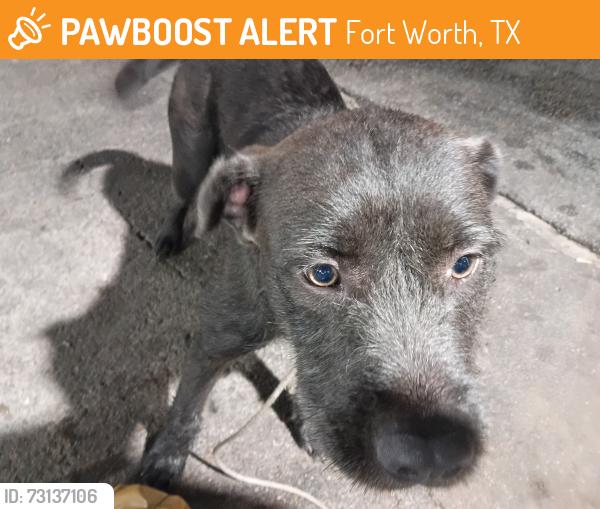 Found/Stray Female Dog last seen Beach and Broadway, Fort Worth, TX 76117