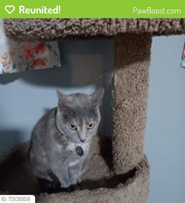 Reunited Female Cat last seen City park Ave, Fort Collins, CO 80521